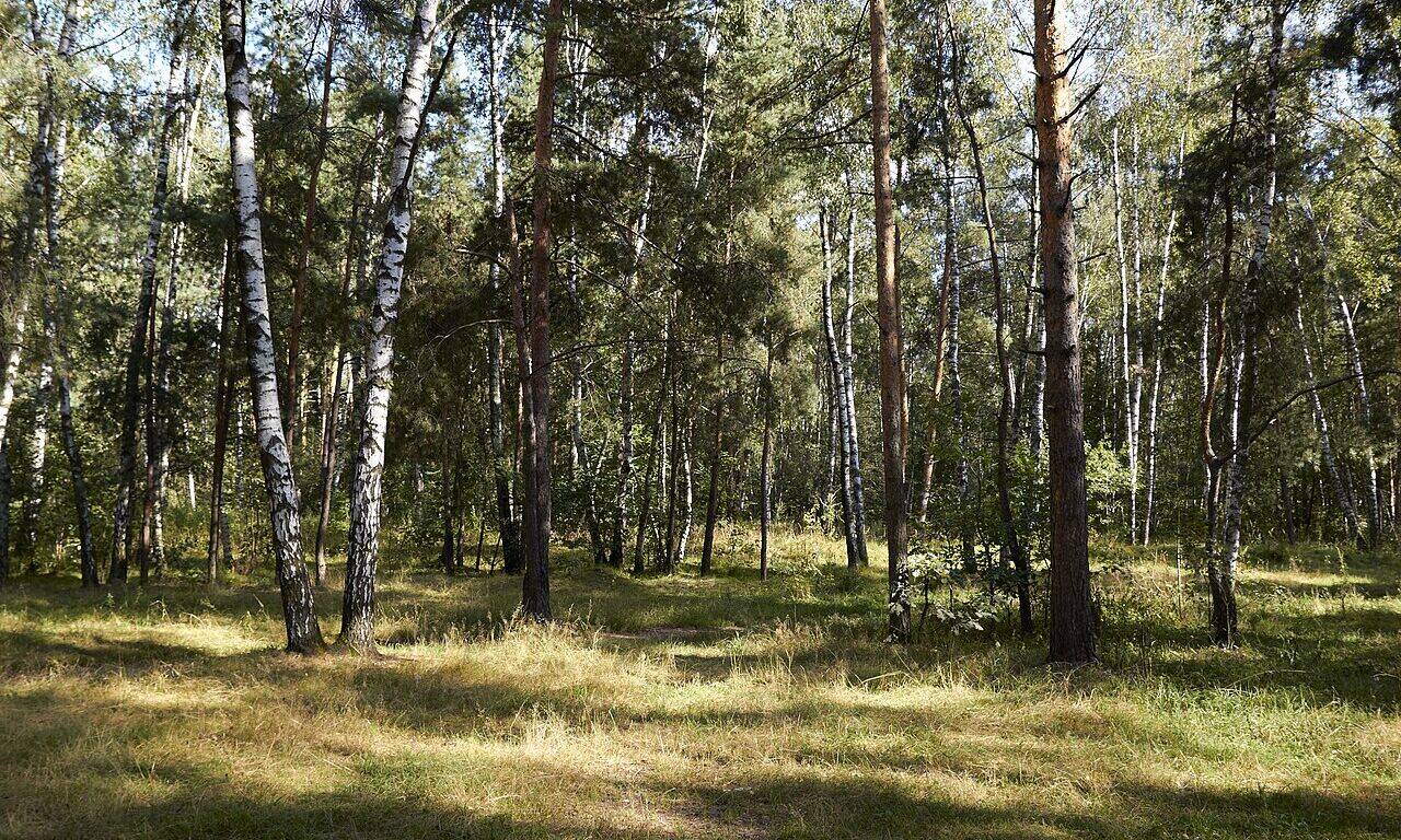 Куда пойти гулять в Москве: Кузьминский парк и лучшие маршруты